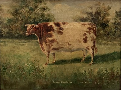 Lot 185 - English School oil on board - A Short Horn Prize Bull, 32cm x 42cm, in glazed frame