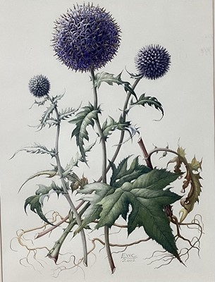 Lot 215 - Elizabeth Cadman (contemporary) watercolour botanical study, signed and dated 2002, 39 x 29cm framed