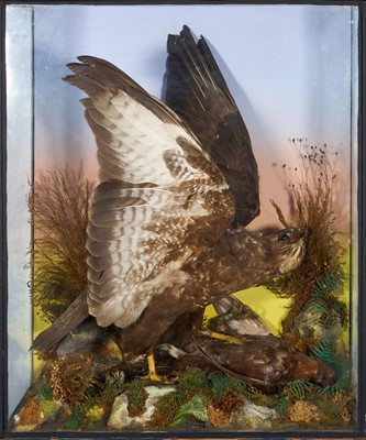 Lot 1179 - Victorian glazed case containing a Common Buzzard and its prey, a Red Grouse, in naturalistic setting