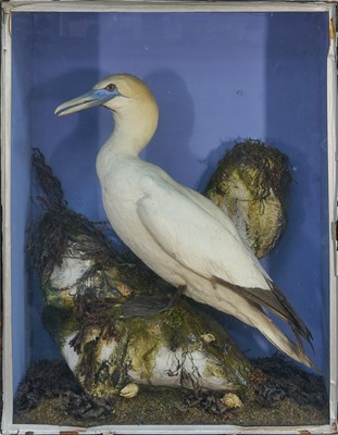 Lot 1178 - Late Victorian glazed case containing a Gannet in naturalistic setting, with label for W. E. Dawes, Camberwell, 82cm x 63cm