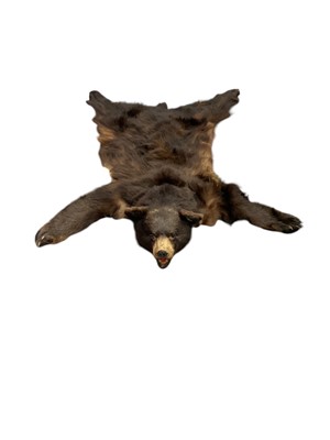 Lot 1181 - A Bear skin rug, 133cm nose to tail