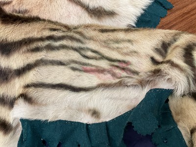 Lot 1180 - Good early 20th century Tiger skin rug attributed to Van Ingen, full head mount, on backing, nose to tail 240cm, paw to paw 150cm