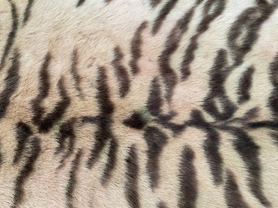 Lot 1180 - Good early 20th century Tiger skin rug attributed to Van Ingen, full head mount, on backing, nose to tail 240cm, paw to paw 150cm