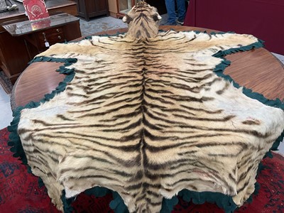 Lot 1180 - Good early 20th century Tiger skin rug attributed to Van Ingen, full head mount, on backing, nose to tail 240cm, paw to paw 150cm