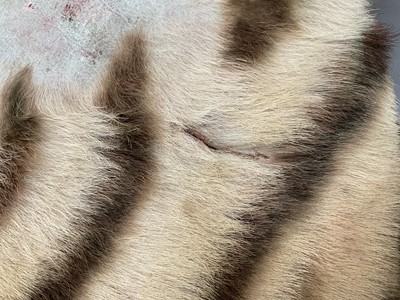 Lot 1180 - Good early 20th century Tiger skin rug attributed to Van Ingen, full head mount, on backing, nose to tail 240cm, paw to paw 150cm