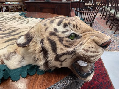 Lot 1180 - Good early 20th century Tiger skin rug attributed to Van Ingen, full head mount, on backing, nose to tail 240cm, paw to paw 150cm