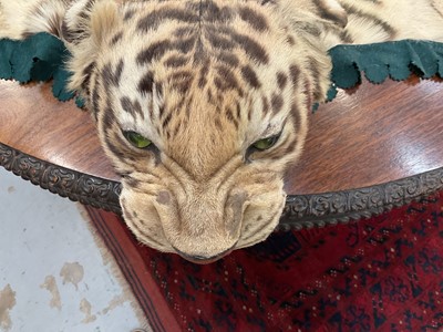 Lot 1180 - Good early 20th century Tiger skin rug attributed to Van Ingen, full head mount, on backing, nose to tail 240cm, paw to paw 150cm