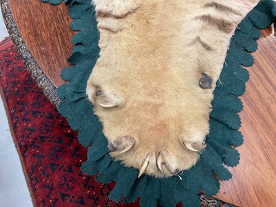 Lot 1180 - Good early 20th century Tiger skin rug attributed to Van Ingen, full head mount, on backing, nose to tail 240cm, paw to paw 150cm