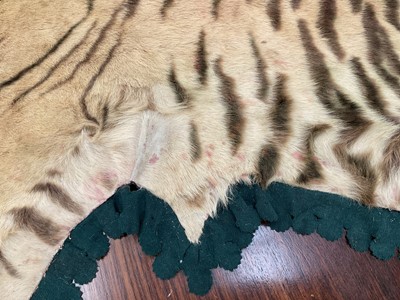Lot 1180 - Good early 20th century Tiger skin rug attributed to Van Ingen, full head mount, on backing, nose to tail 240cm, paw to paw 150cm