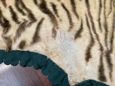 Lot 1180 - Good early 20th century Tiger skin rug attributed to Van Ingen, full head mount, on backing, nose to tail 240cm, paw to paw 150cm