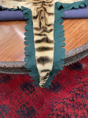 Lot 1180 - Good early 20th century Tiger skin rug attributed to Van Ingen, full head mount, on backing, nose to tail 240cm, paw to paw 150cm