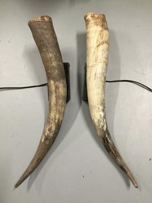 Lot 2646 - Pair Cow Horn wall sconces, 67cm and 60cm long, on 15cm x 9cm x 4cm mounts