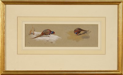 Lot 1249 - Archibald Thorburn (1860-1935) pencil and watercolour heightened with white on grey paper- Studies of a Cock Pheasant, signed with initials, 9.5cm x 30.5cm, in glazed gilt frame