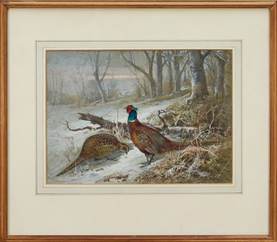 Lot 1248 - After Archibald Thorburn, watercolour and bodycolour - Pheasants in the snow, signed and inscribed, dated 1901, 24cm x 34cm, in glazed frame
