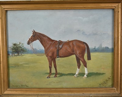 Lot 1241 - Imogen Muntz 20th century oil on board - Portrait of a horse 'Dora', signed and titled, 22cm x 29cm, in glazed frame