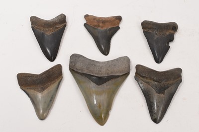 Lot 951 - Collection of six fossilized sharks' teeth, the largest approximately 8cm high