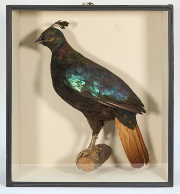 Lot 1176 - Himalayan Monal Pheasant mounted on a branch, in glazed case with leg ring attached, 51cm x 46cm
