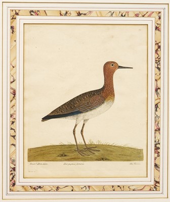 Lot 979 - Eleazar Weiss Albin (1680-1741/2) collection of twenty 18th century handcoloured engravings