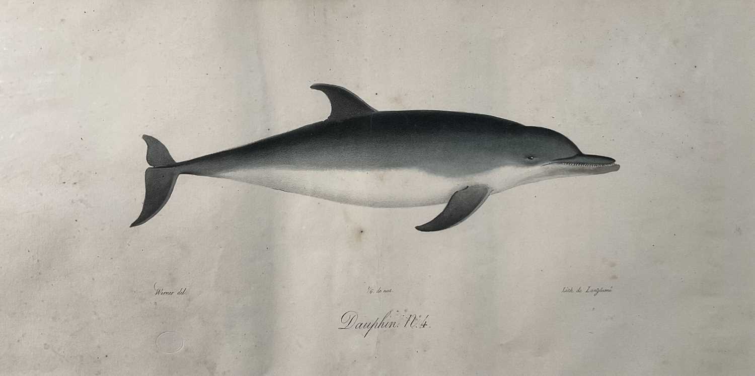 Lot 41 - Jean Charles Werner (1791-1849) hand coloured lithograph of a dolphin, 18cm x 37cm