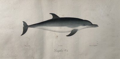 Lot 41 - Jean Charles Werner (1791-1849) hand coloured lithograph of a dolphin, 18cm x 37cm