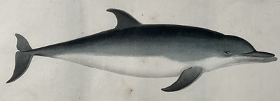 Lot 41 - Jean Charles Werner (1791-1849) hand coloured lithograph of a dolphin, 18cm x 37cm