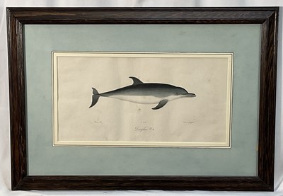 Lot 41 - Jean Charles Werner (1791-1849) hand coloured lithograph of a dolphin, 18cm x 37cm