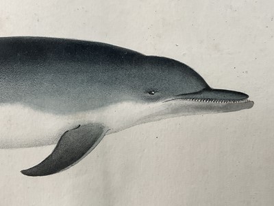 Lot 41 - Jean Charles Werner (1791-1849) hand coloured lithograph of a dolphin, 18cm x 37cm