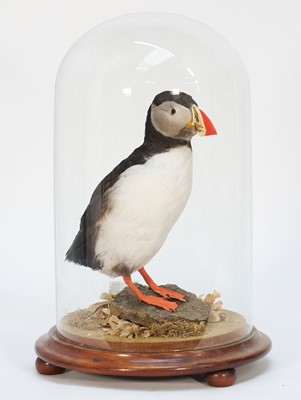 Lot 1150 - A Puffin, in naturalistic setting under a glass dome, 41cm high overall