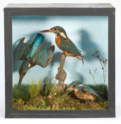 Lot 1164 - Early 20th century glazed case counting a trio of Kingfishers in naturalistic setting, 32cm square