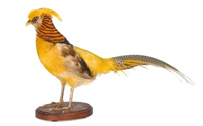 Lot 1170 - A fine Yellow Golden Pheasant, on oval base, 33cm high