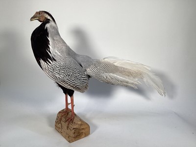 Lot 1161 - A Silver Pheasant perched on a wooden base, 52cm high