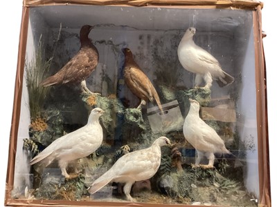 Lot 1184 - Antique glazed case containing a group of four Ptarmigan and a brace of Red Grouse, 77cm x 89cm