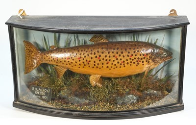 Lot 1162 - Edwardian Williams of Dublin, Gilaroo in bow fronted case, a plaque stating 'Gilaroo 3 1/2 lbs. June 1901, 31cm x 60cm