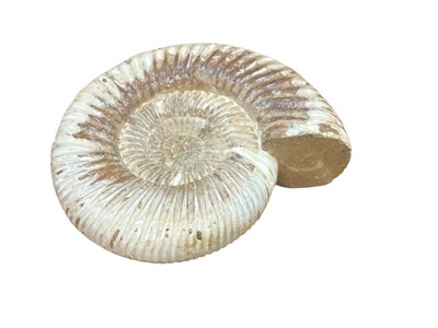 Lot 2568 - Fossilised ammonite approximately 13cm in diameter.