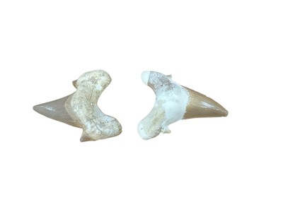 Lot 2570 - Two fossilised sharks' teeth, approximately 6cm in length.