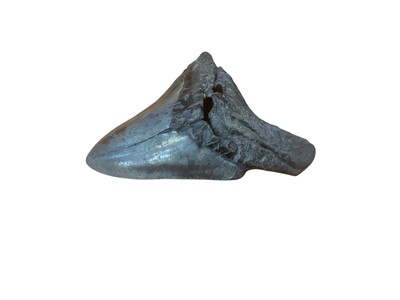 Lot 2569 - Fossilised Megladon tooth, approximately 8cm in length.