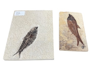 Lot 2574 - Two fossilised fish, 16 and 19cm in overall length