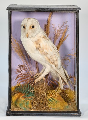 Lot 1160 - Early 20th century glazed case containing a Barn Owl in naturalistic setting, 40cm x 28cm