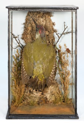 Lot 1166 - Two early 20th century glazed cases containing Green Woodpeckers in naturalistic settings