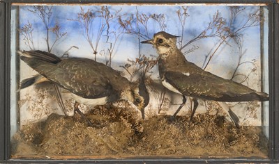 Lot 804 - Early 20th century glazed case containing a pair of Lapwings in naturalistic setting, 32cm x 55cm