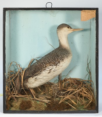 Lot 1177 - Late Victorian glazed case containing a Red Throated Diver in naturalistic setting, with label for the 'Borough of Maldon Museum', 51cm x 46cm