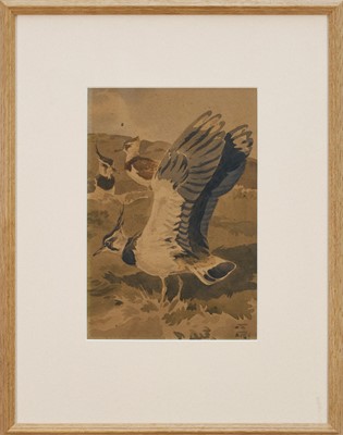 Lot 1236 - *Richard Barrett Talbot Kelly (1896-1971) watercolour - Lapwings, monogrammed, 28cm x 18.5cm, in glazed frame Provenance: The Fine Art Society