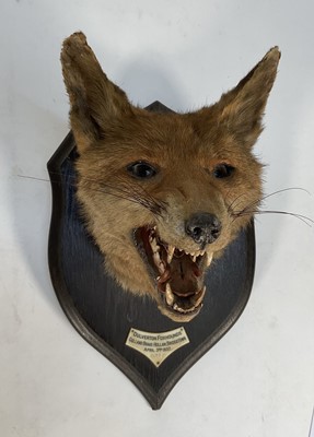 Lot 1151 - 1930s Rowland Ward Fox mask mounted on an oak shield with presentation plaque 'Dulverton Foxhounds, Gulland Brake-Hollam, Bridgetown, April 3rd 1937'