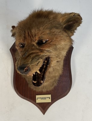 Lot 1152 - P. Spicer & Sons 1930s-40s Fox mask mounted on an oak shield with plaque 'Two hours and forty minutes of the best'