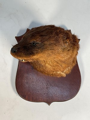 Lot 1153 - Edwardian Otter mask mounted on an oak shield, inscribed 'Bewshaugh 1906'