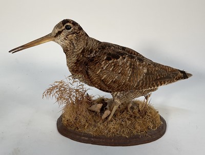 Lot 1154 - A Woodcock, mounted on a mossy oval base, 20cm high