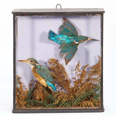 Lot 1155 - Victorian glazed case containing a pair of Kingfishers in naturalistic setting, label verso for H. Ambrose, Colchester, 31cm x 28cm