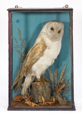 Lot 1156 - Late Victorian glazed containing a Barn Owl in naturalist setting, 42cm x 28cm