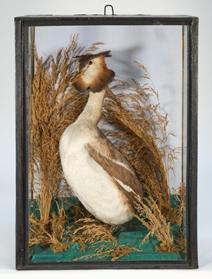 Lot 1157 - Late Victorian glazed case containing a Grebe in naturalistic setting, 45cm x 33cm