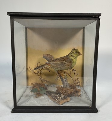 Lot 1158 - Glazed case containing a Yellow Hammer in naturalistic setting, 23cm x 20cm
